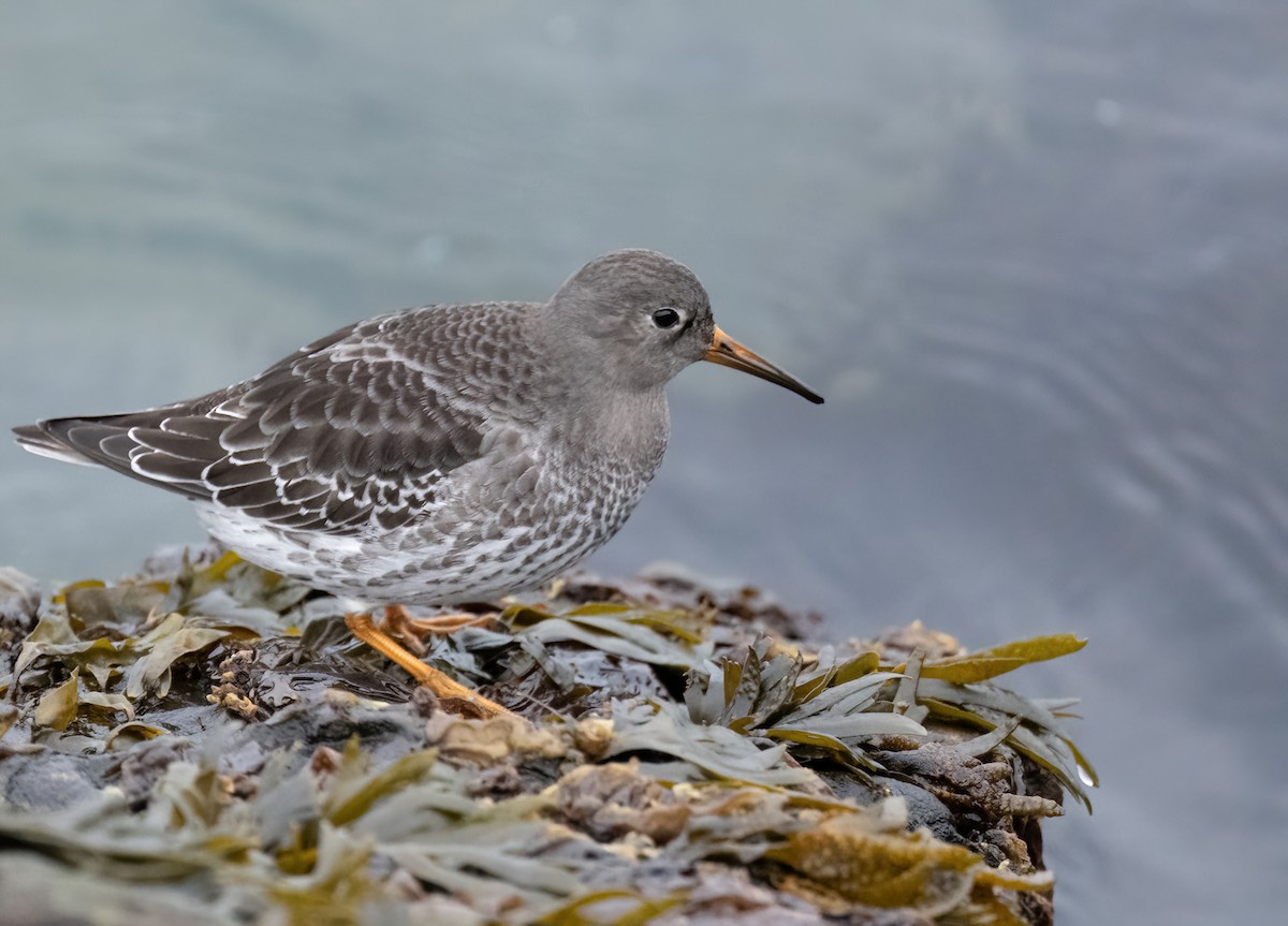 Purple Sandpiper - ML643747056