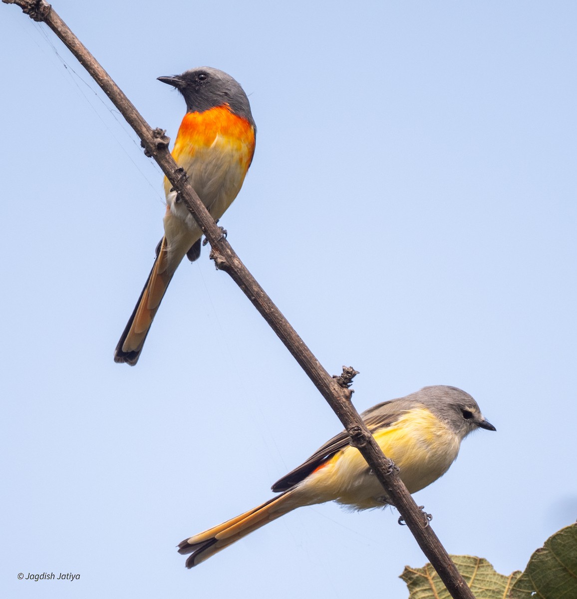 Small Minivet - ML643747062