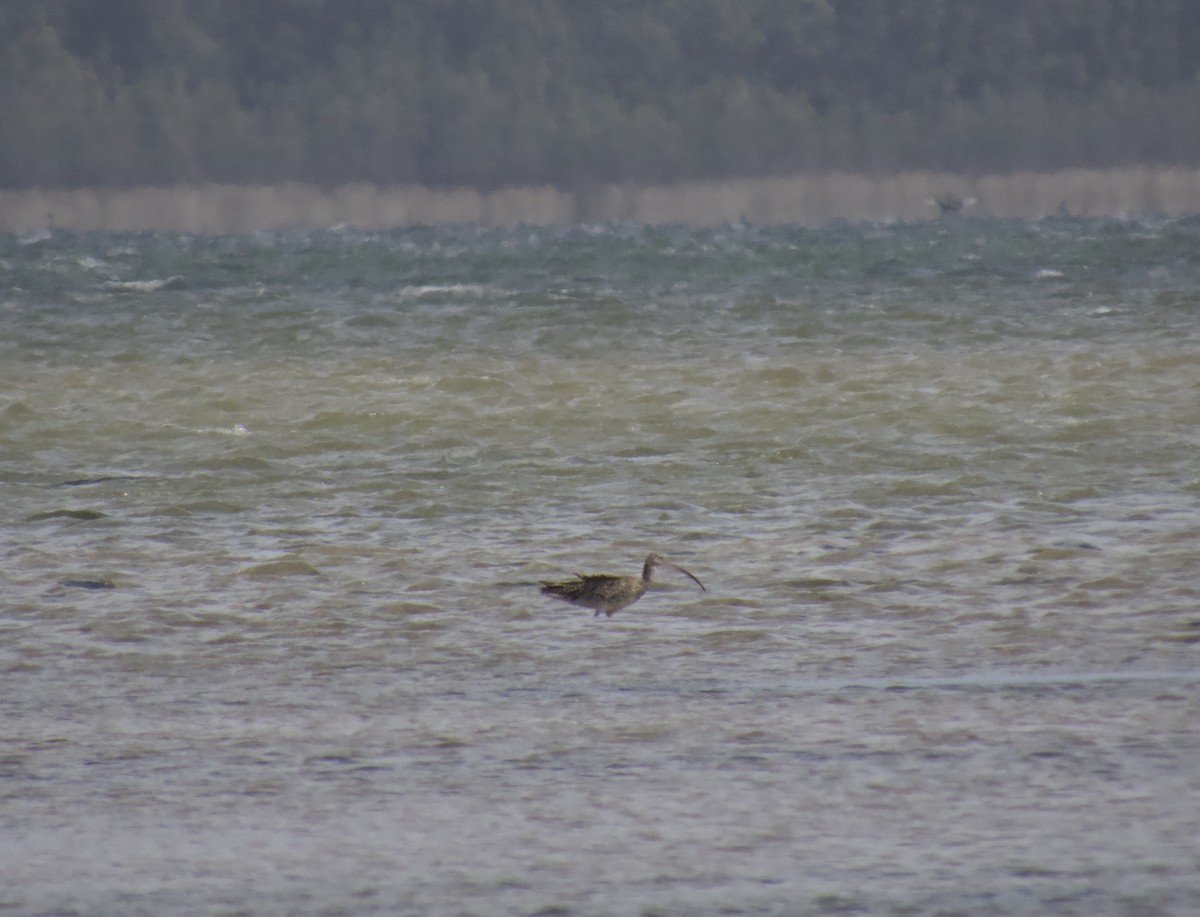 koliha východní - ML643747067