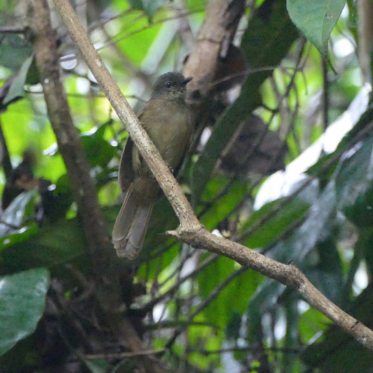 Plain Greenbul - ML643747077