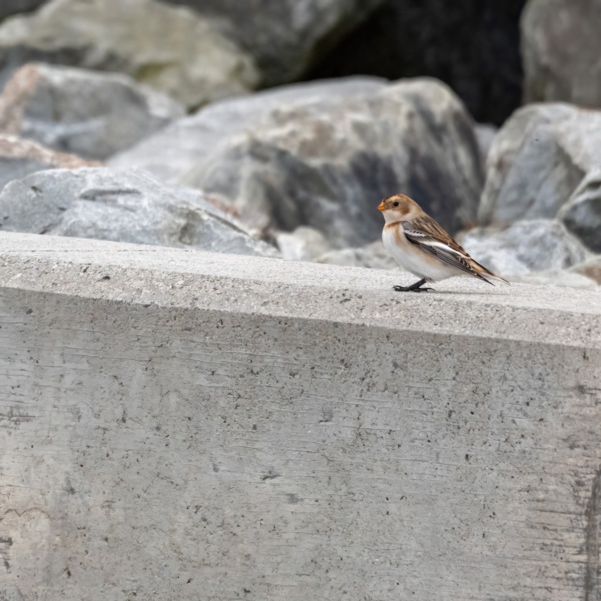 Snow Bunting - ML643747080