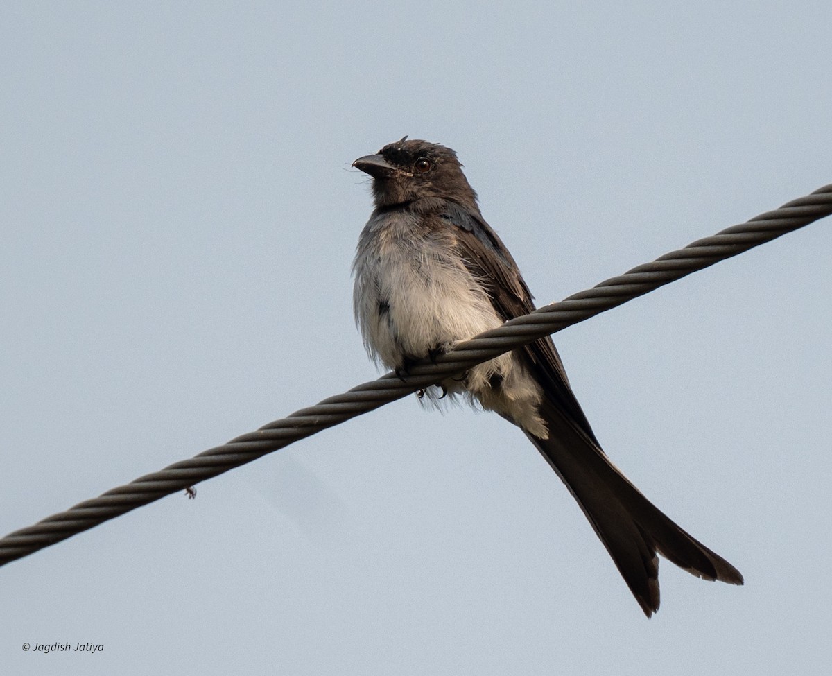 Graubrustdrongo - ML643747083