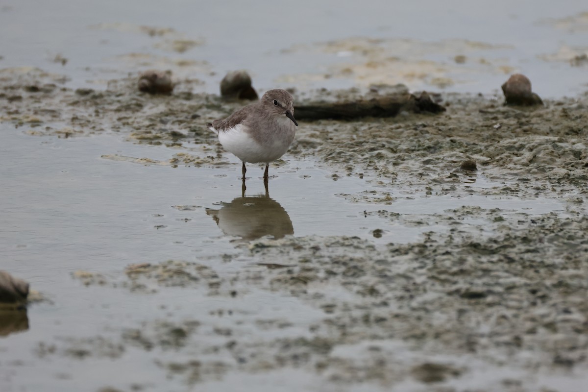 Temminck's Stint - ML643747085