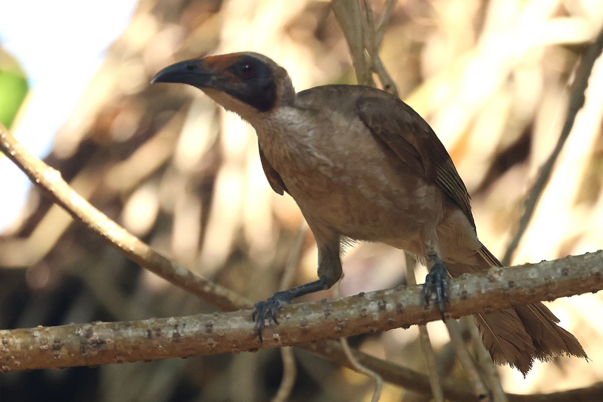 Helmeted Friarbird - ML643747095