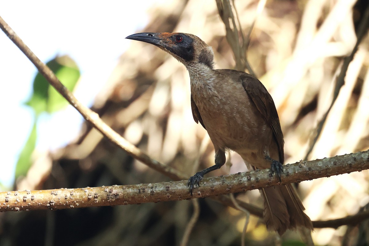 Helmeted Friarbird - ML643747096