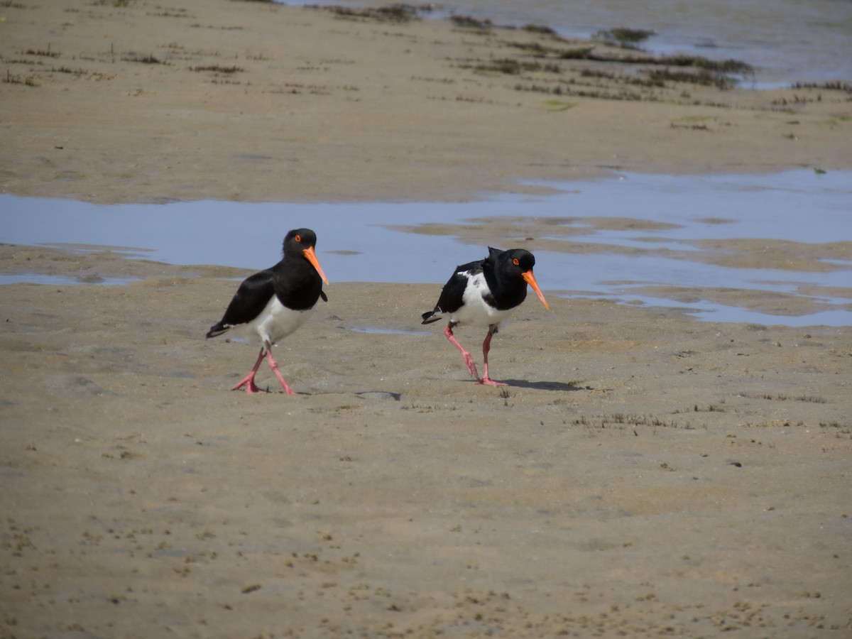 ústřičník dlouhozobý - ML643747126