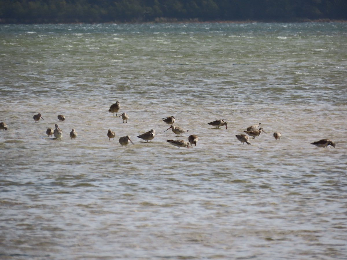 břehouš rudý - ML643747190