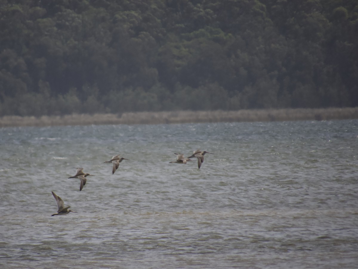 břehouš rudý - ML643747191