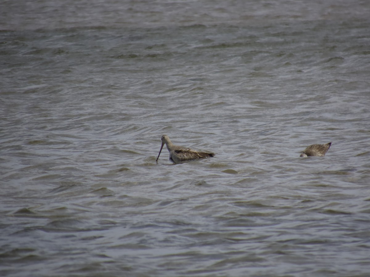 břehouš rudý - ML643747192