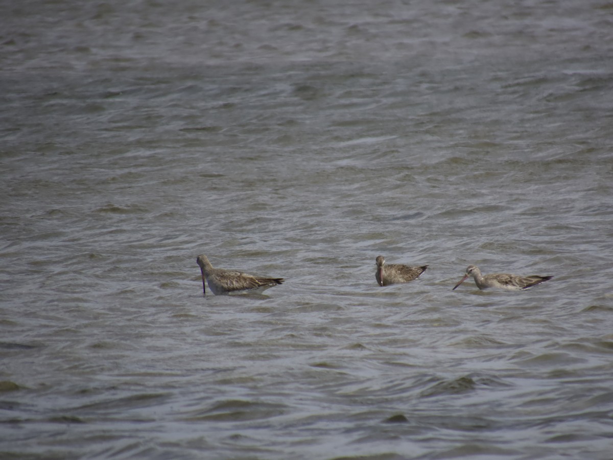 břehouš rudý - ML643747193