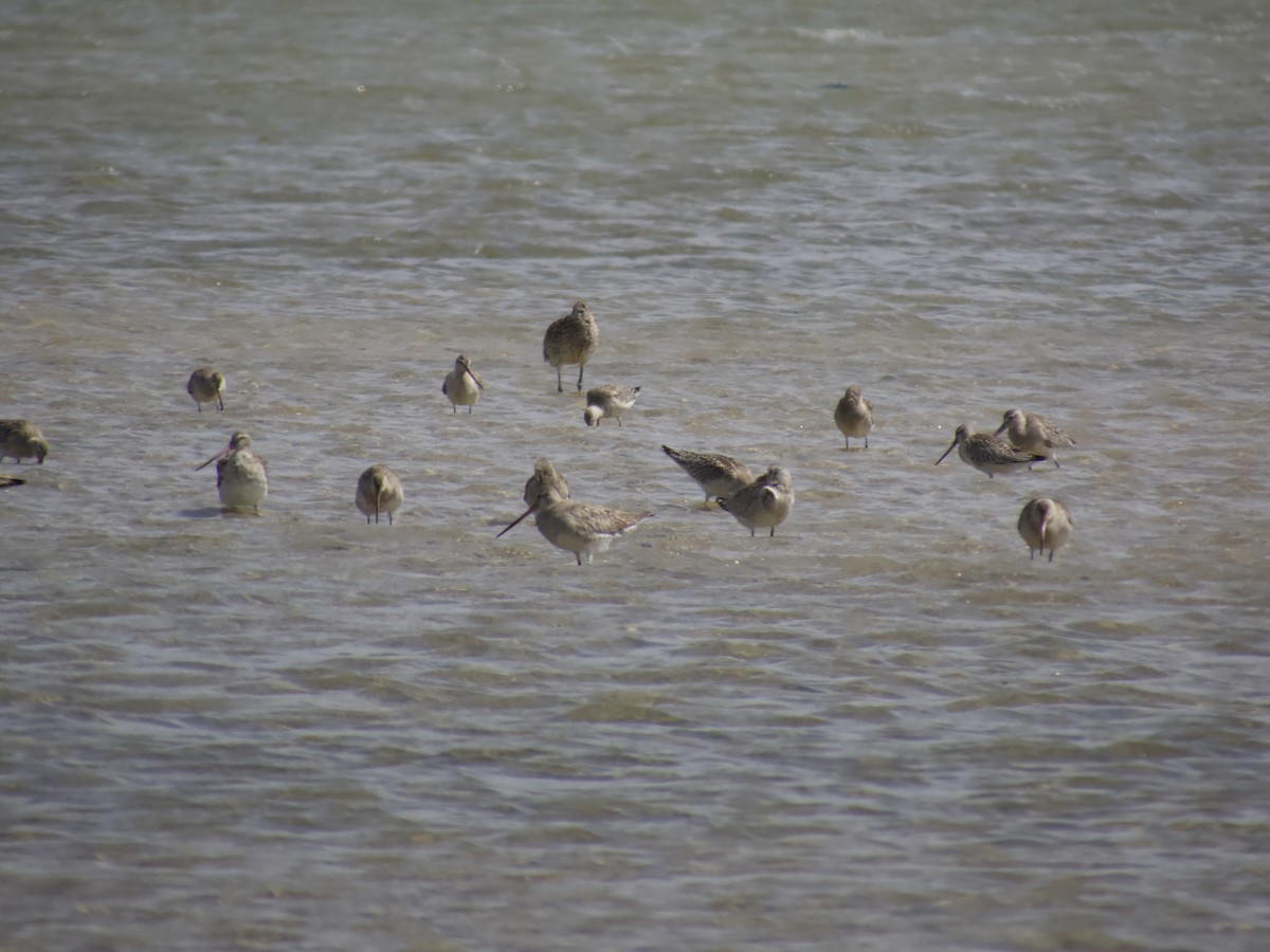 břehouš rudý - ML643747195