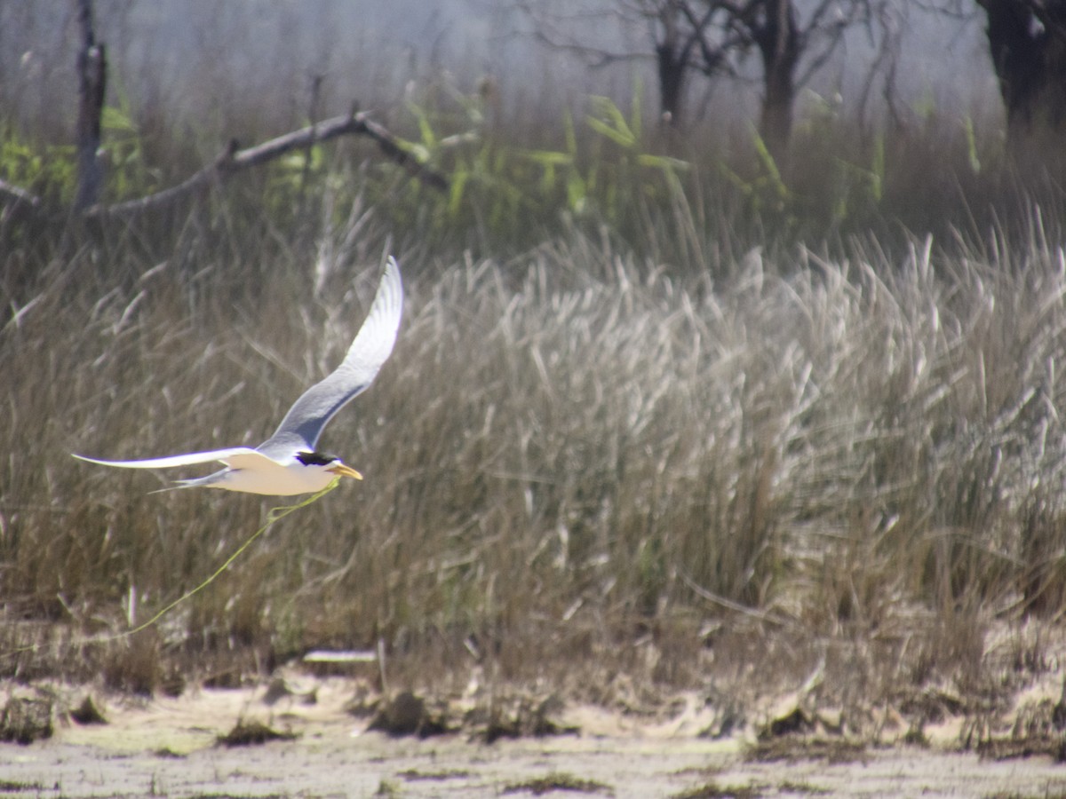 rybák chocholatý - ML643747201