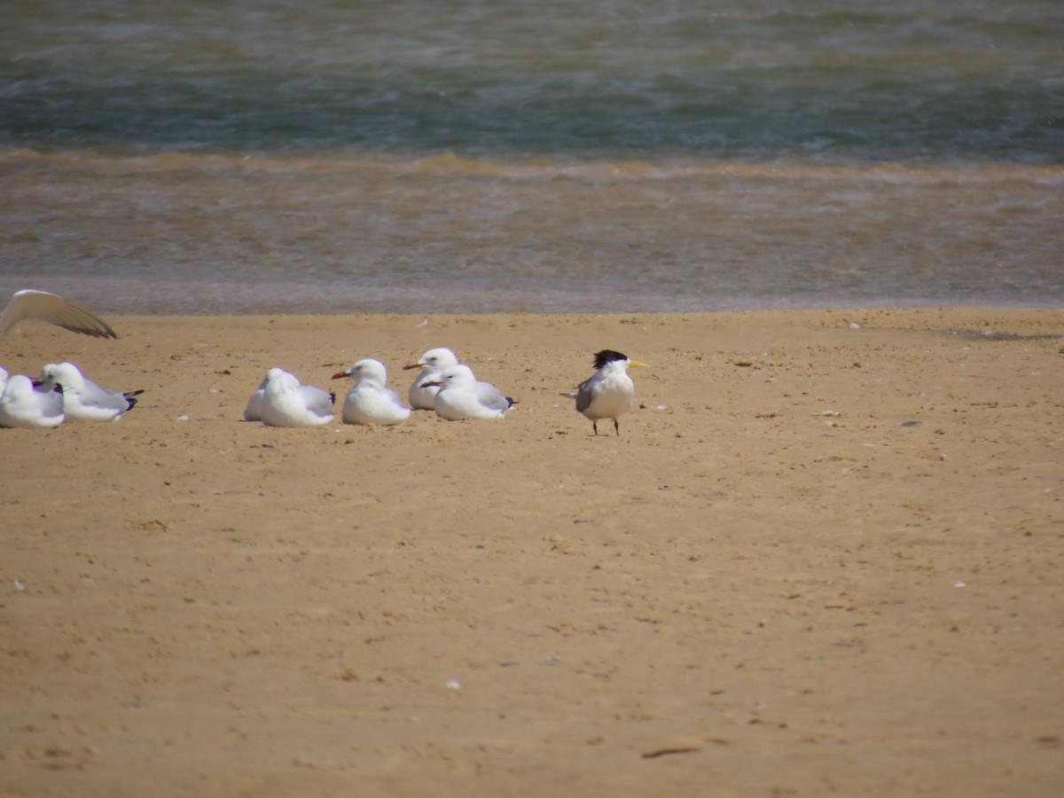 rybák chocholatý - ML643747202