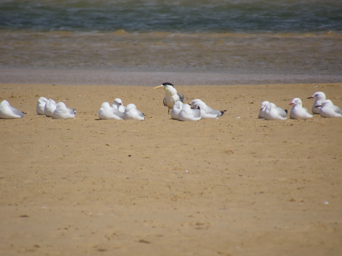 rybák chocholatý - ML643747204