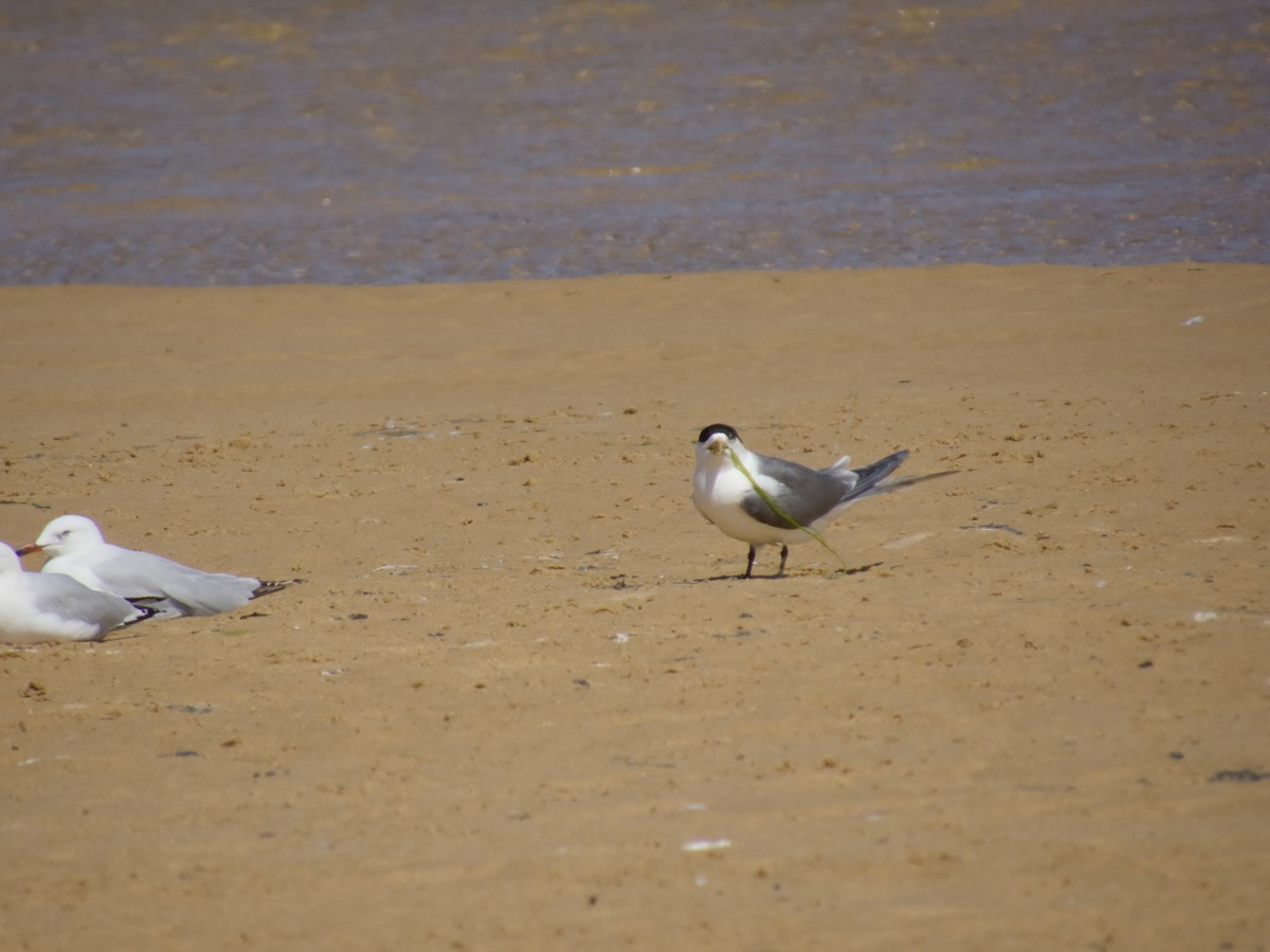 rybák chocholatý - ML643747205