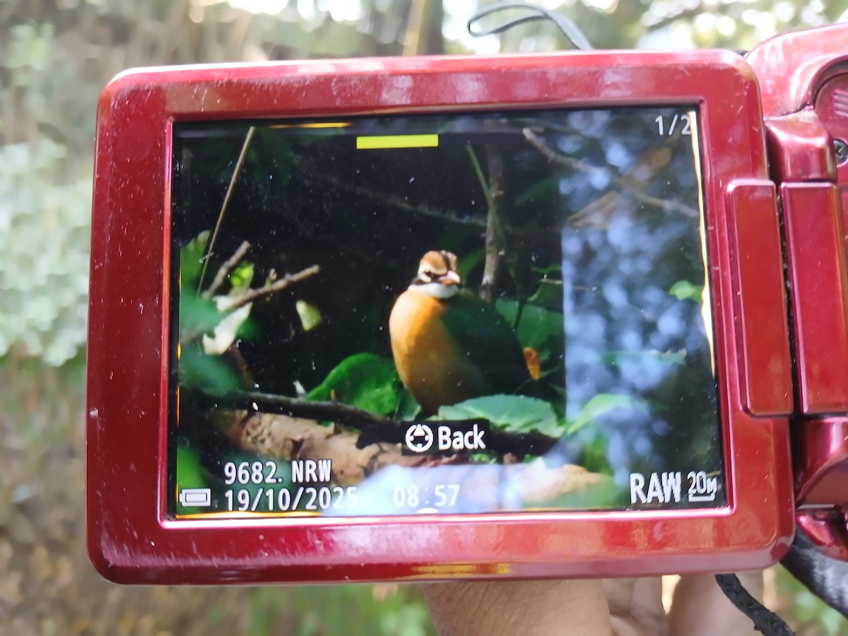 Bengalenpitta - ML643747207