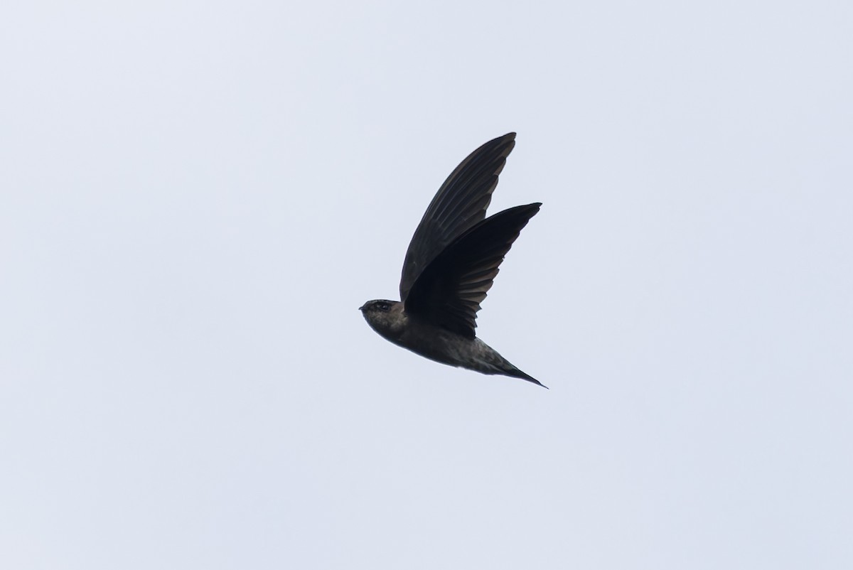 White-nest Swiftlet (Germain's) - ML643747214