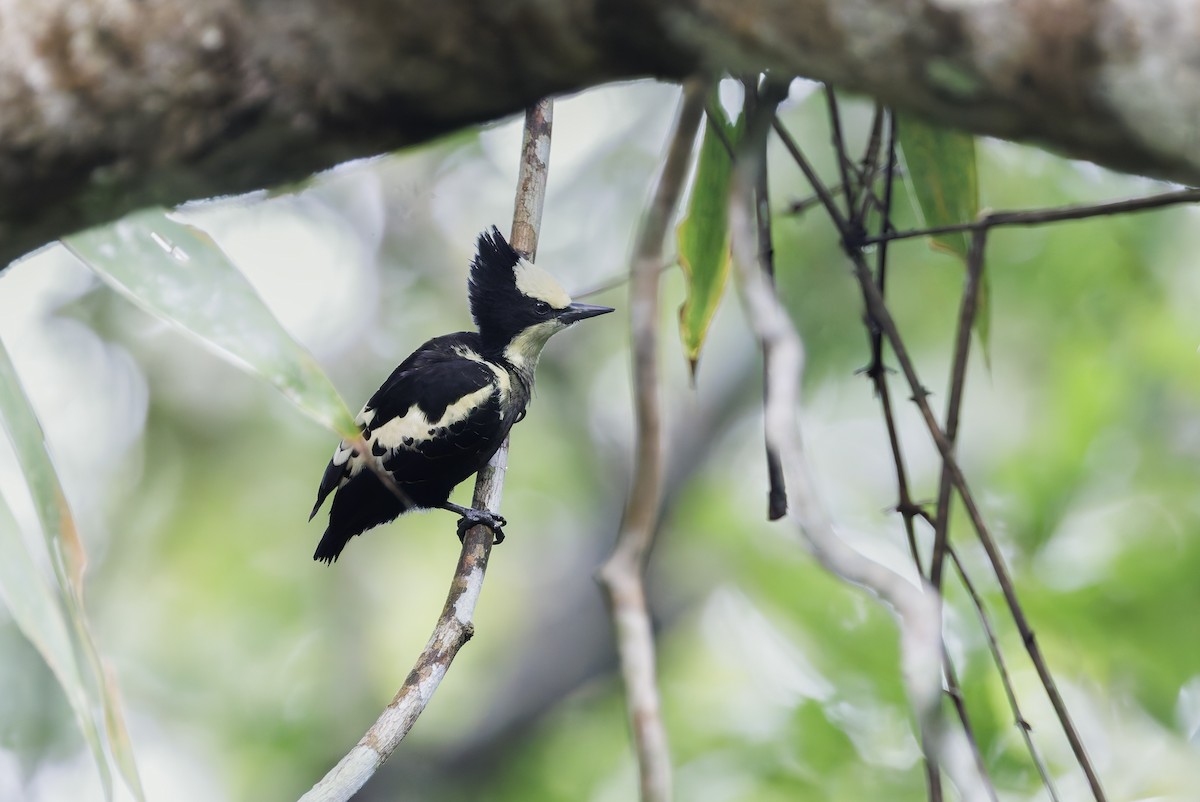 Pic canente - ML643747245