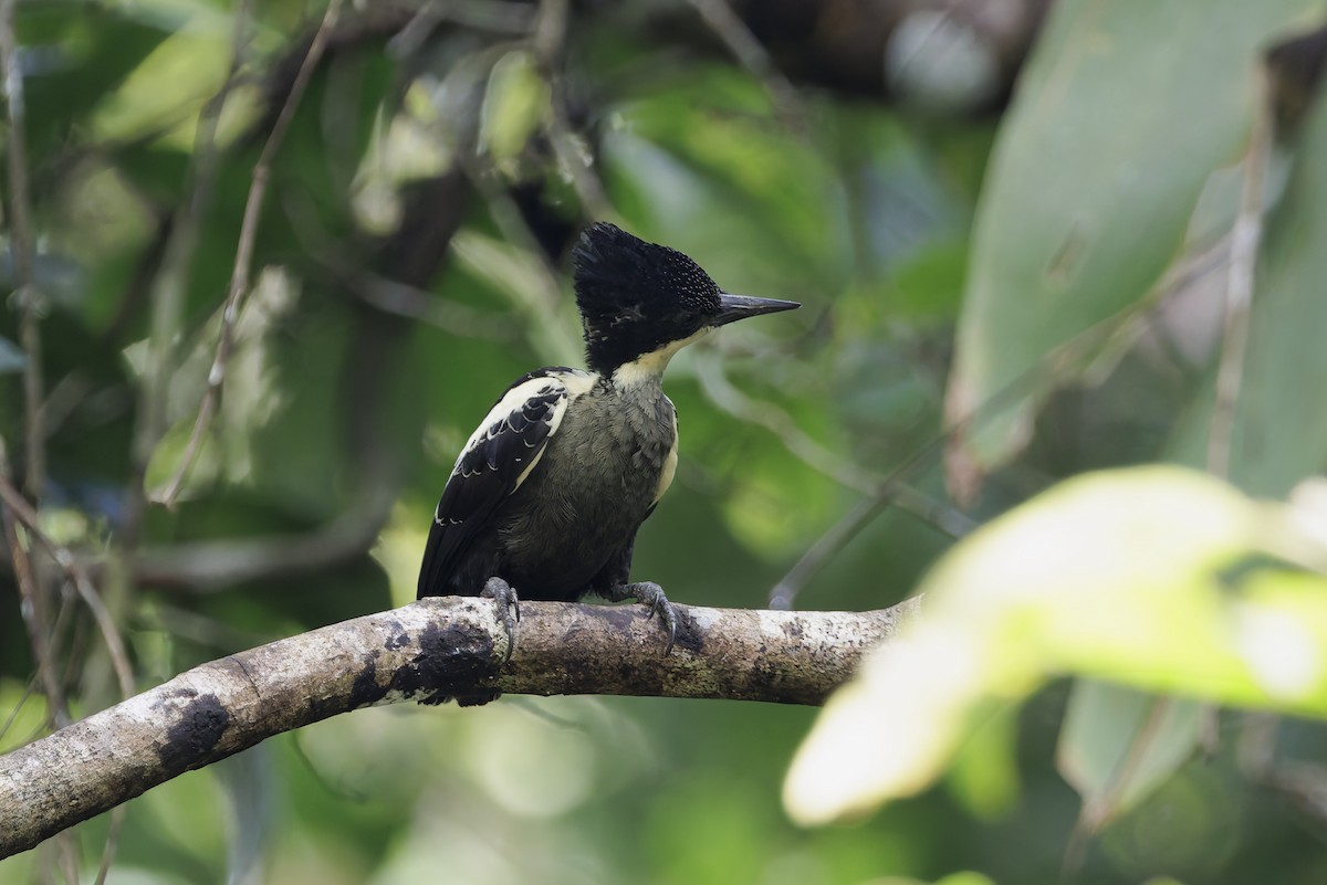 Pic canente - ML643747246