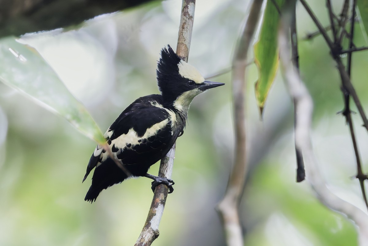 Pic canente - ML643747247