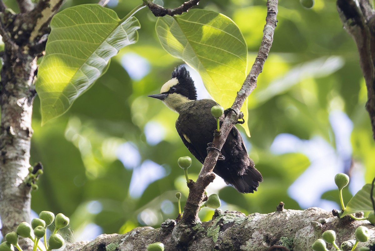 Pic canente - ML643747248