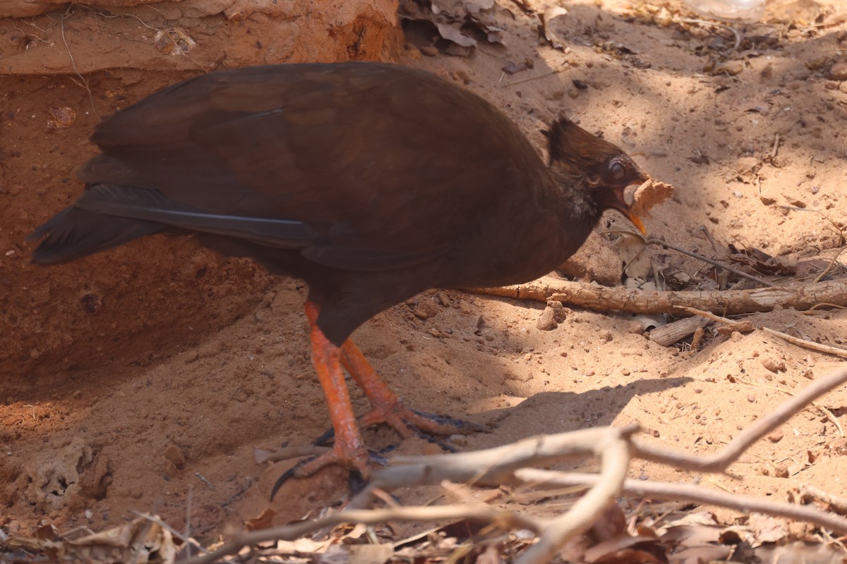Orange-footed Megapode - ML643747257
