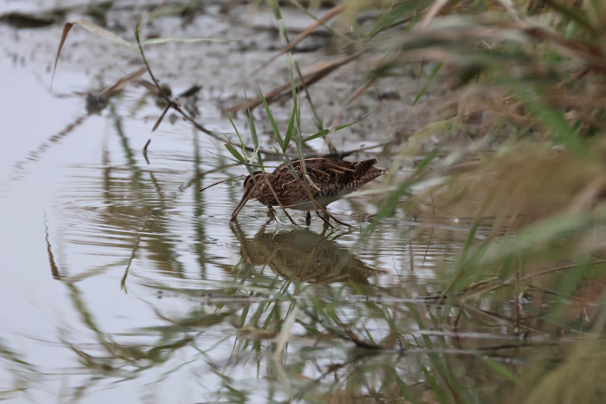 Common Snipe - ML643747260