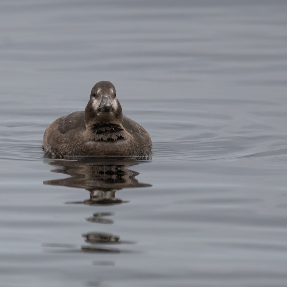 Harlequin Duck - ML643747288