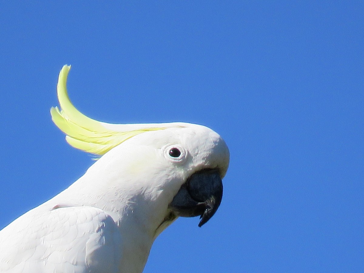 kakadu žlutočečelatý - ML643747298