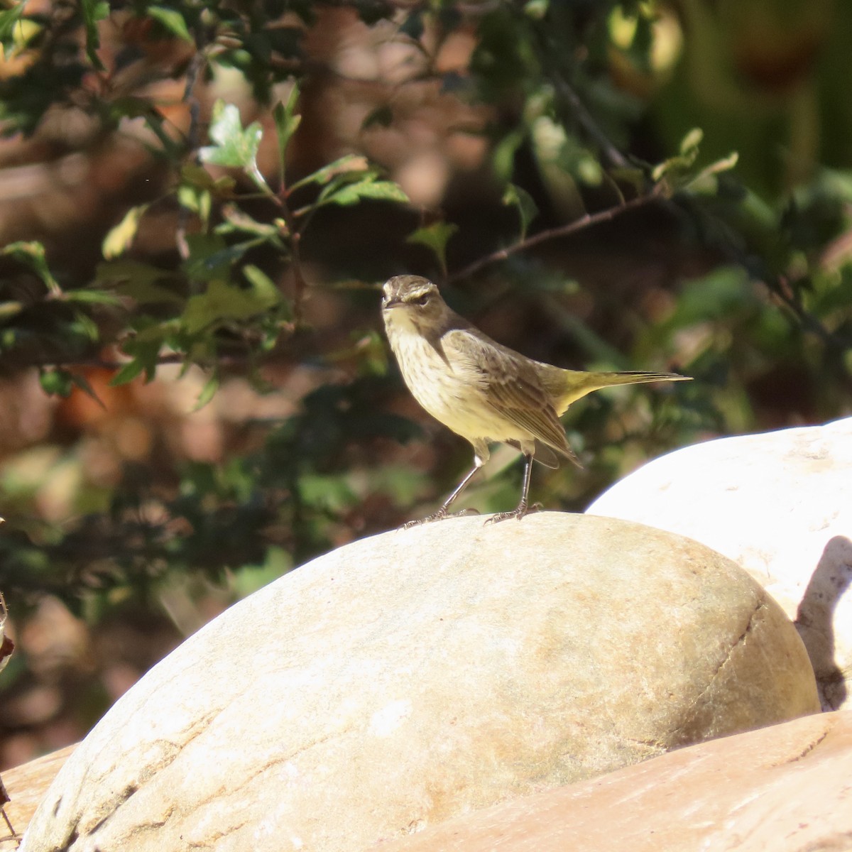 Palm Warbler - ML643747299