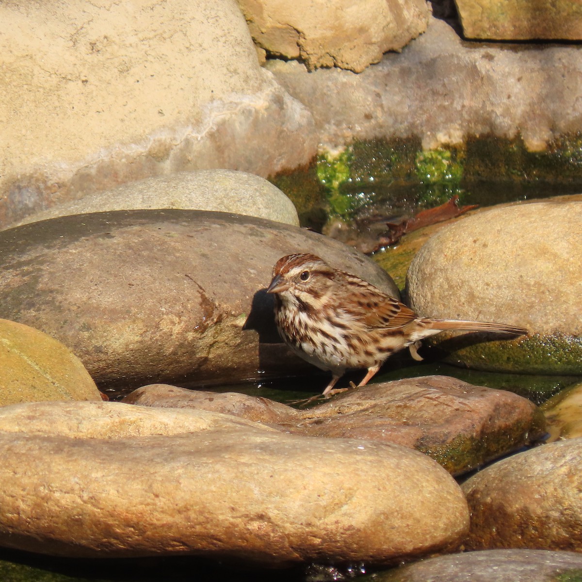 Song Sparrow - ML643747301