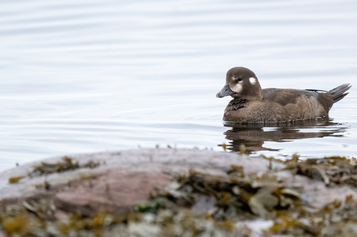 Harlequin Duck - ML643747302
