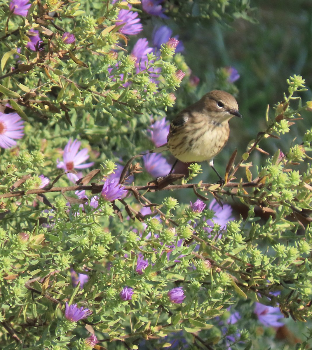 Yellow-rumped Warbler - ML643747305