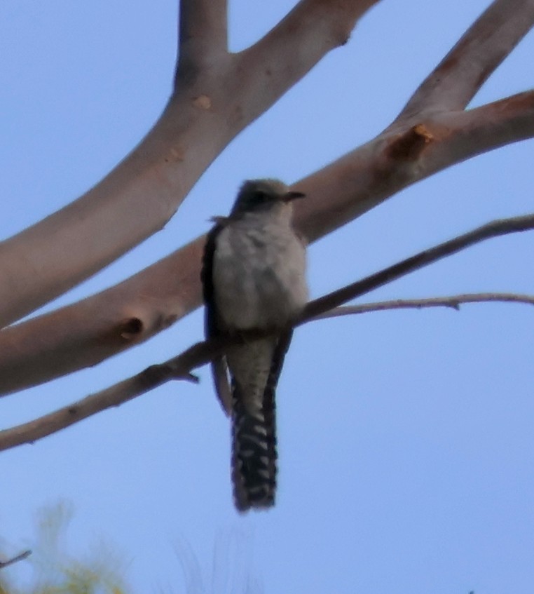 kukačka pokřovní - ML643747308