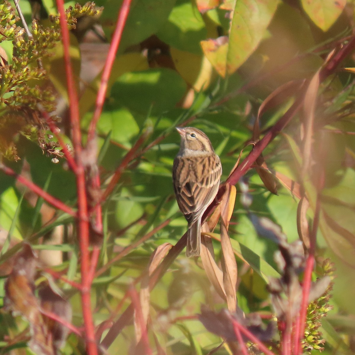 Chipping Sparrow - ML643747313