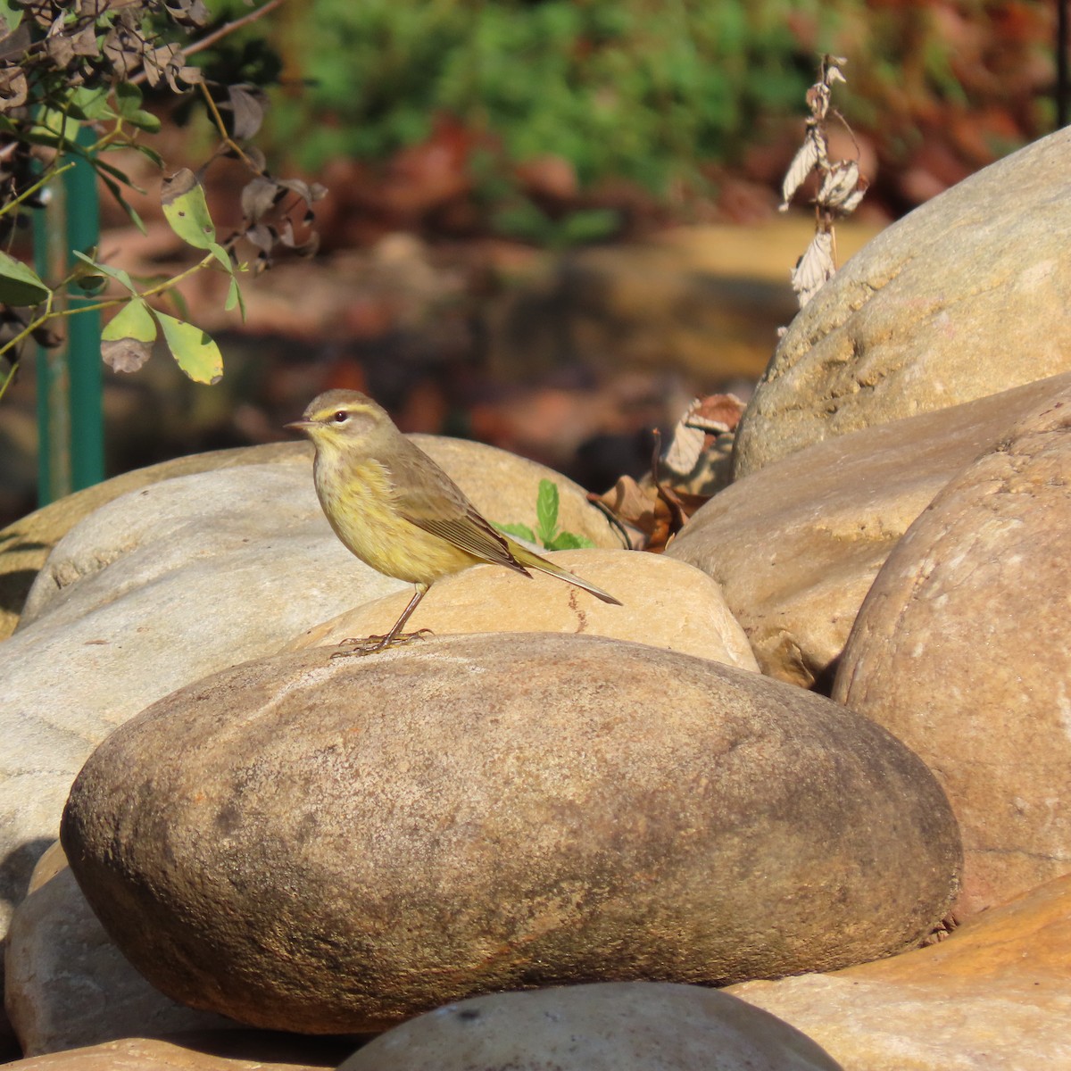 Palm Warbler - ML643747314