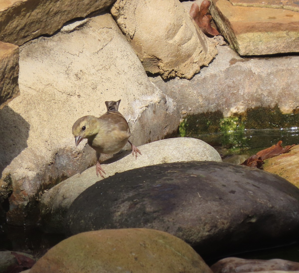 American Goldfinch - ML643747315