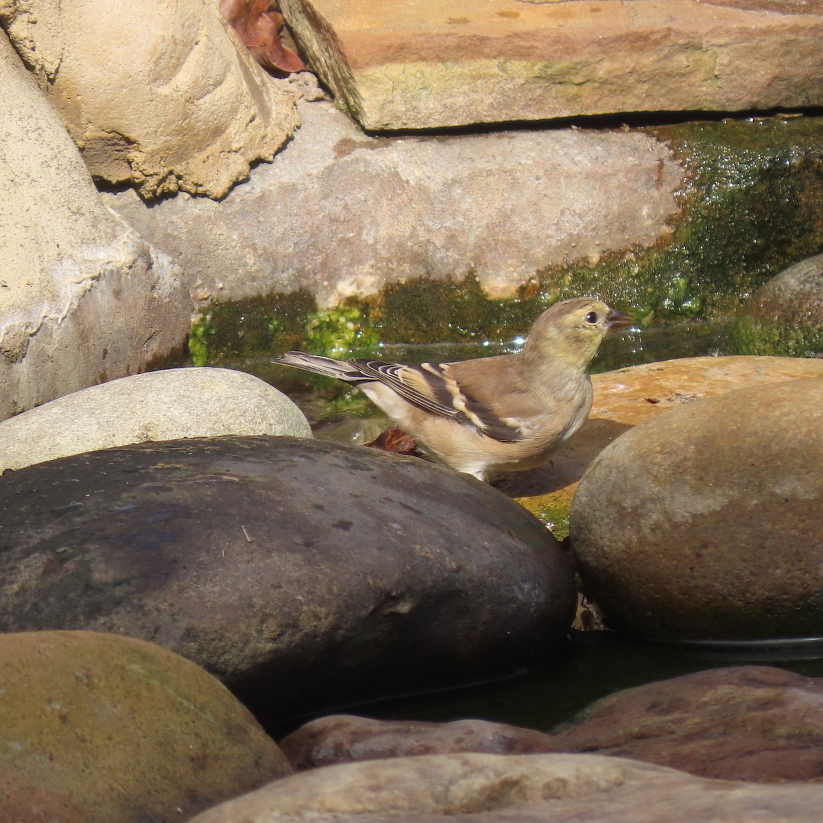 American Goldfinch - ML643747316