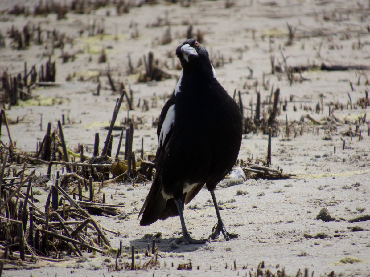 flétňák australský - ML643747317