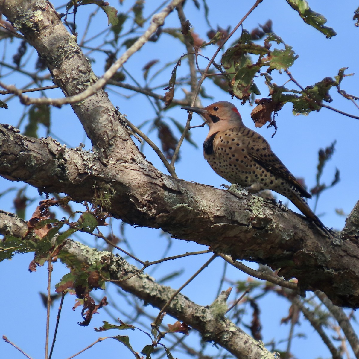 Northern Flicker - ML643747318