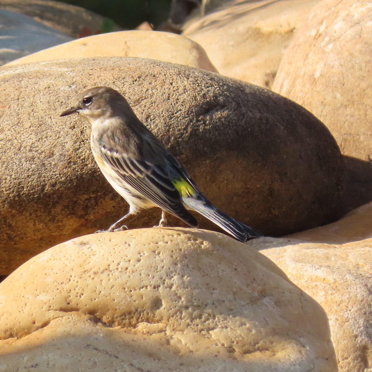 Yellow-rumped Warbler - ML643747319