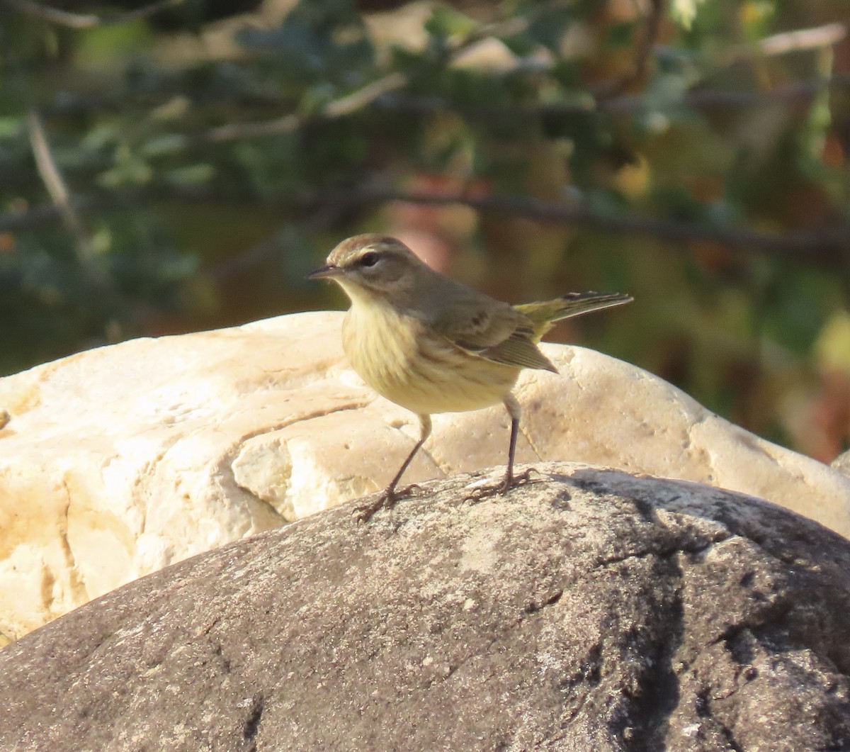 Palm Warbler - ML643747320