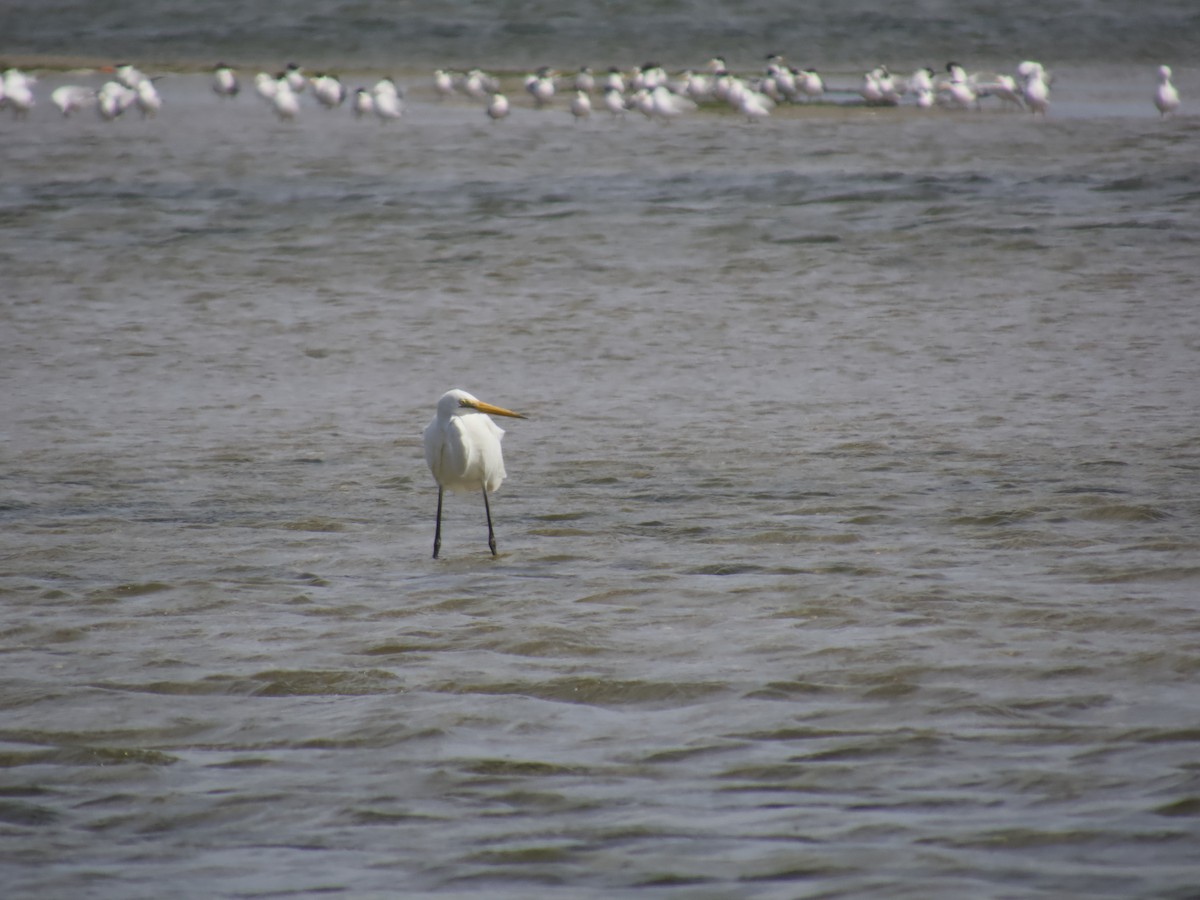 volavka bílá - ML643747321