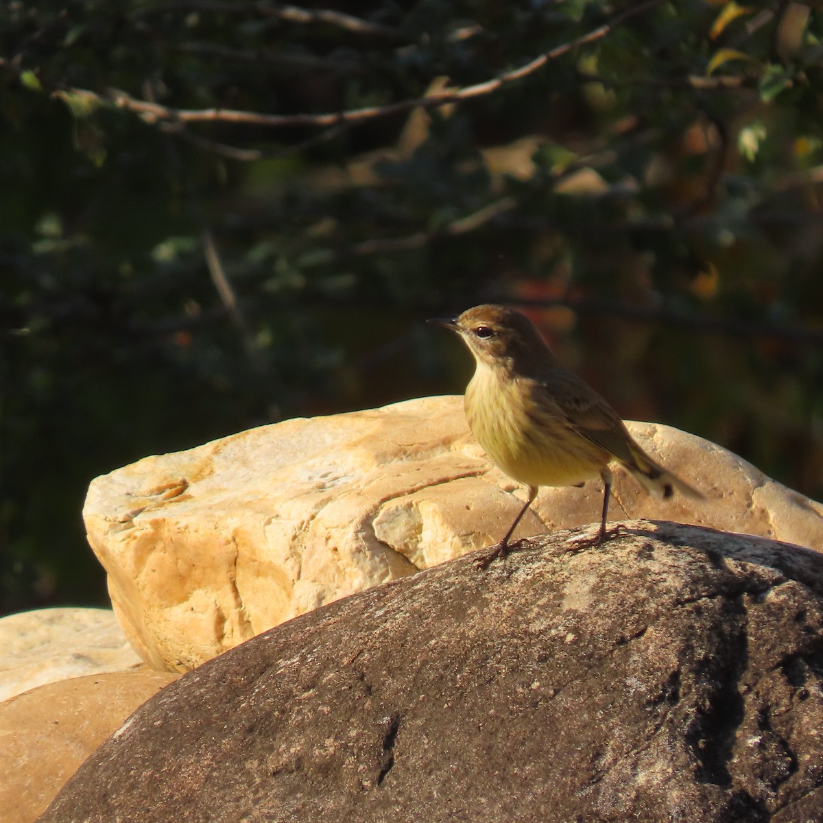 Palm Warbler - ML643747322