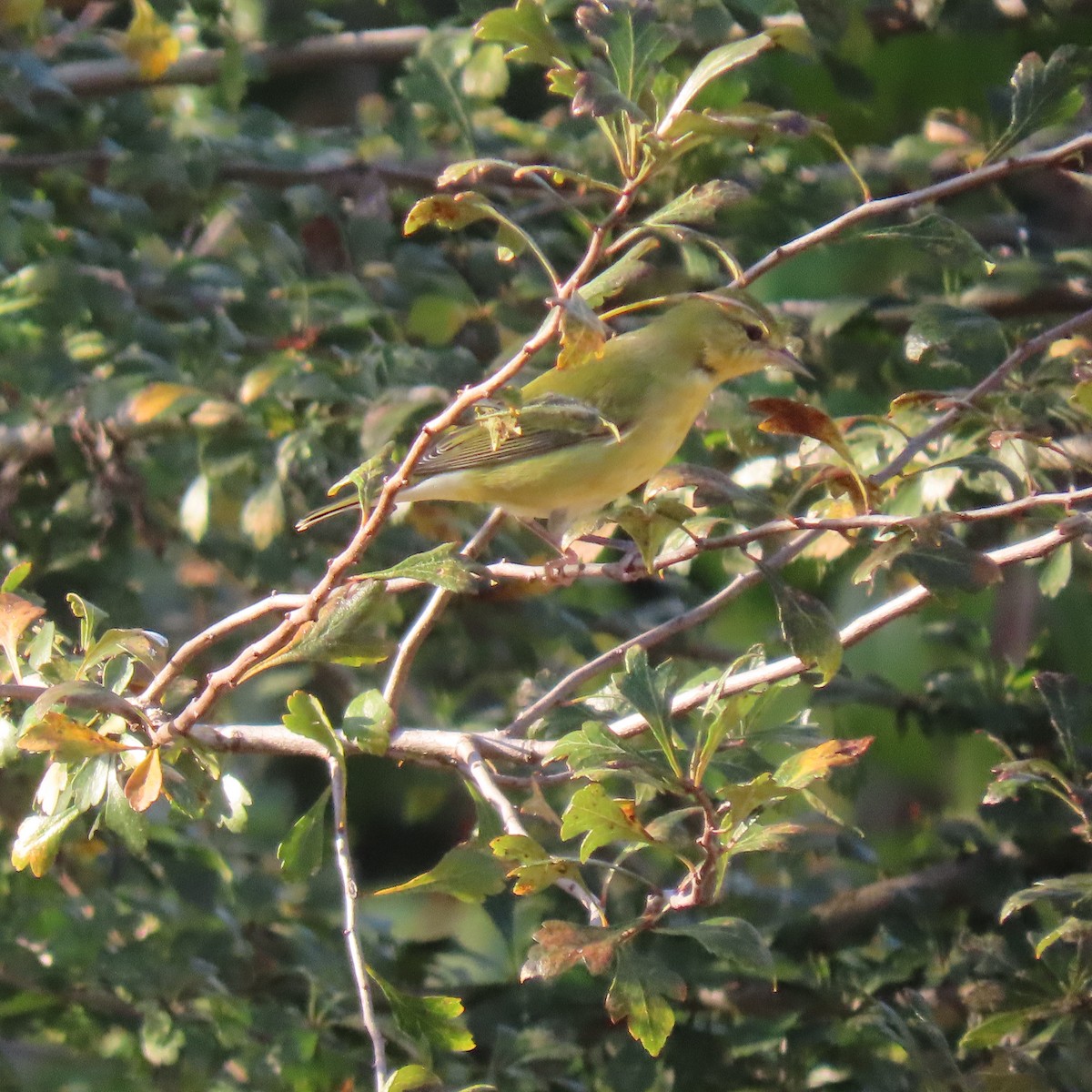 Tennessee Warbler - ML643747326