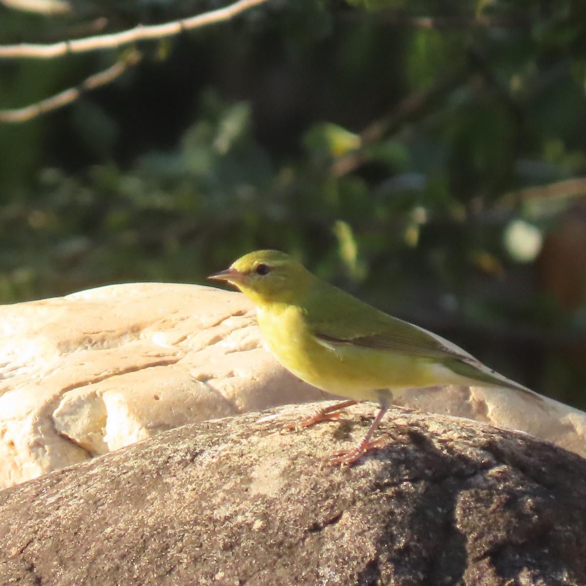 Tennessee Warbler - ML643747327