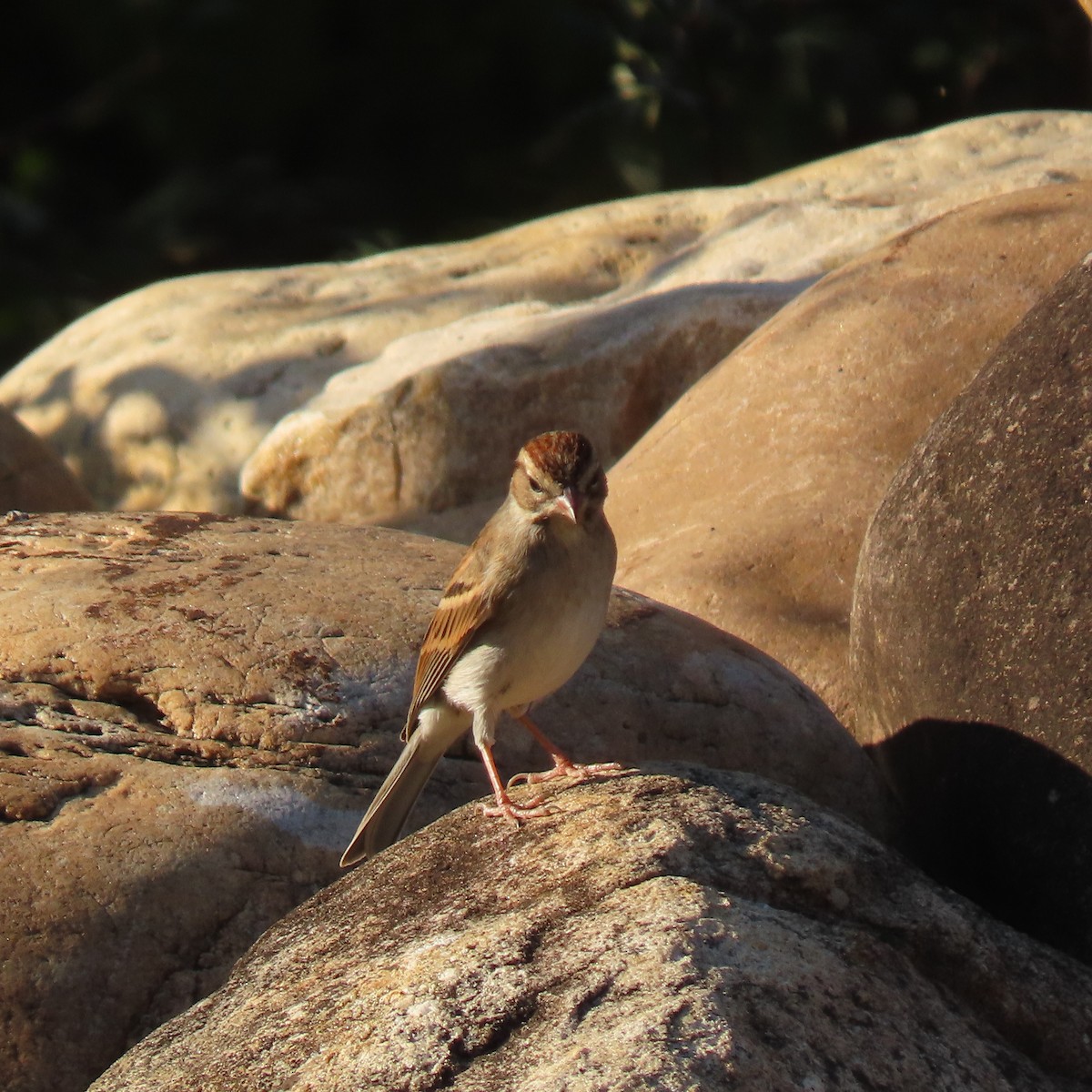Chipping Sparrow - ML643747334