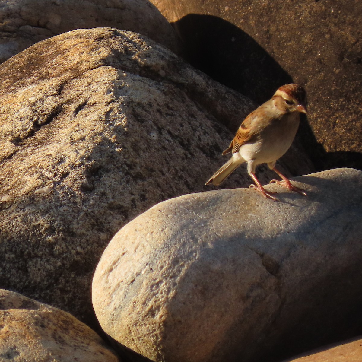 Chipping Sparrow - ML643747335