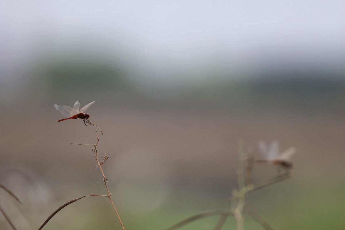 Wandering Pennant - ML643747336