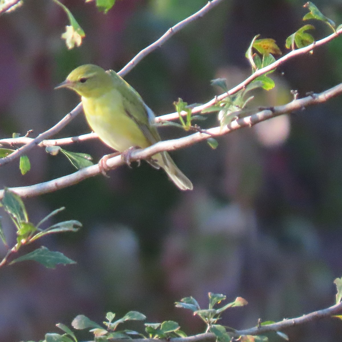 Tennessee Warbler - ML643747337